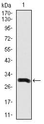 IHC-plus™ DCX / Doublecortin Antibody (clone 2G5)