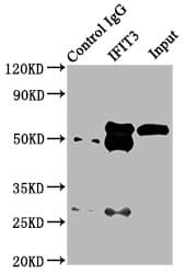 IHC-plus™ IFIT3 Antibody (aa1-490)
