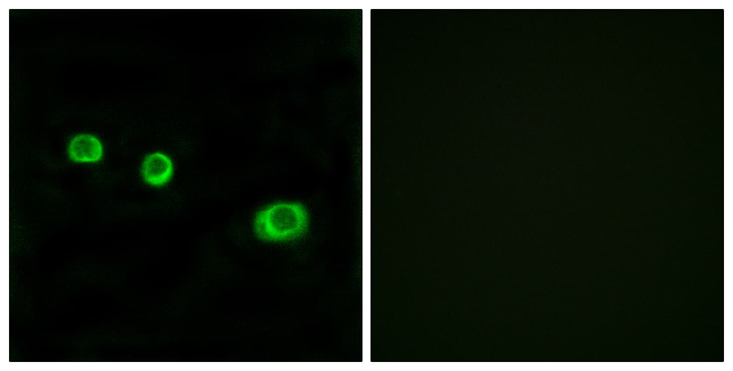 GBP1 Antibody (aa71-120)