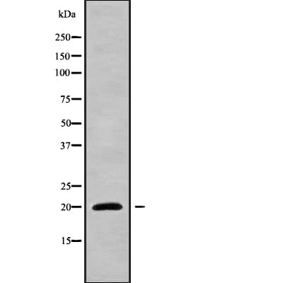 NIP7 Antibody