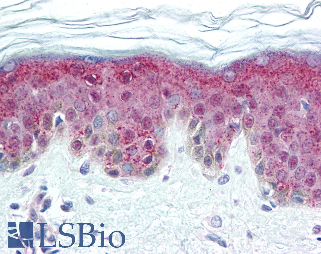 PathPlus™ DNMT / DNMT1 Antibody (aa637-650, clone 60B1220.1)