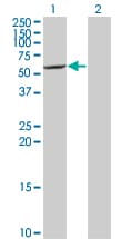 CYP7B1 Antibody (clone 2B11)