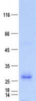 Human RBPMS / Hermes Protein (Recombinant His, N-Terminal)