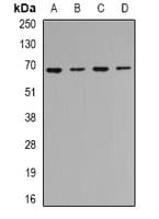 TRIP10 / CIP4 Antibody
