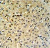 PSME1 Antibody (aa220-249)