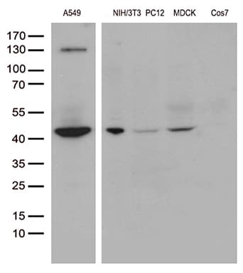 UBA3 / UBE1C Antibody (aa1-463, clone OTI3F9)