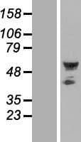 SEPT10 /Septin 10 Protein (Over-Expression Lysate Myc-DDK (Flag))