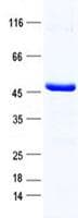 Human ZNF174 Protein (Recombinant His, N-Terminal)