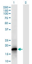 Monoclonal Mouse anti-Human POLR2F Antibody (clone 2G2, IF, WB)