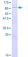 Human TRIM23 Protein (Recombinant GST)