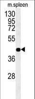 PGD Antibody (aa236-265)