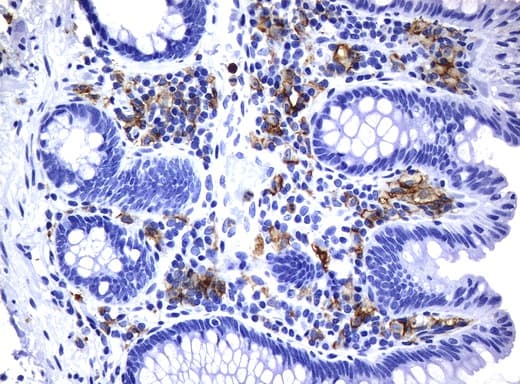 CD32A Antibody (clone UMAB60)