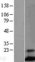 FCER1G Protein (Over-Expression Lysate Myc-DDK (Flag))