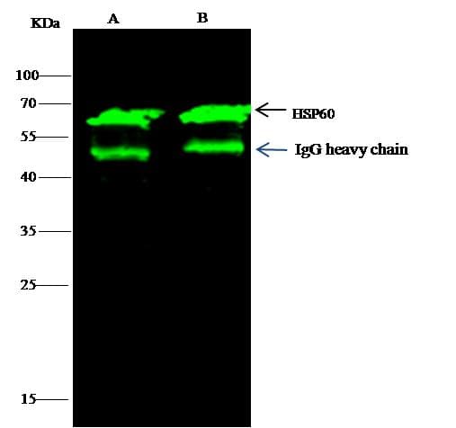 HSPD1 / HSP60 Antibody (Preservative Free)