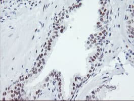 Monoclonal Mouse anti-Human SENP2 Antibody (clone OTI1H2, IHC, IF, WB)