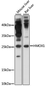 HMOX1 / HO-1 Antibody