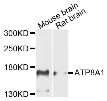 ATP8A1 Antibody