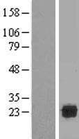 SPATC1L / C21orf56 Protein (Over-Expression Lysate Myc-DDK (Flag))
