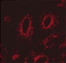 LAMP1 / CD107a Antibody (clone LY1C6)