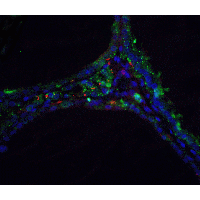 IHC-plus™ DNASE2 / DNase II Antibody