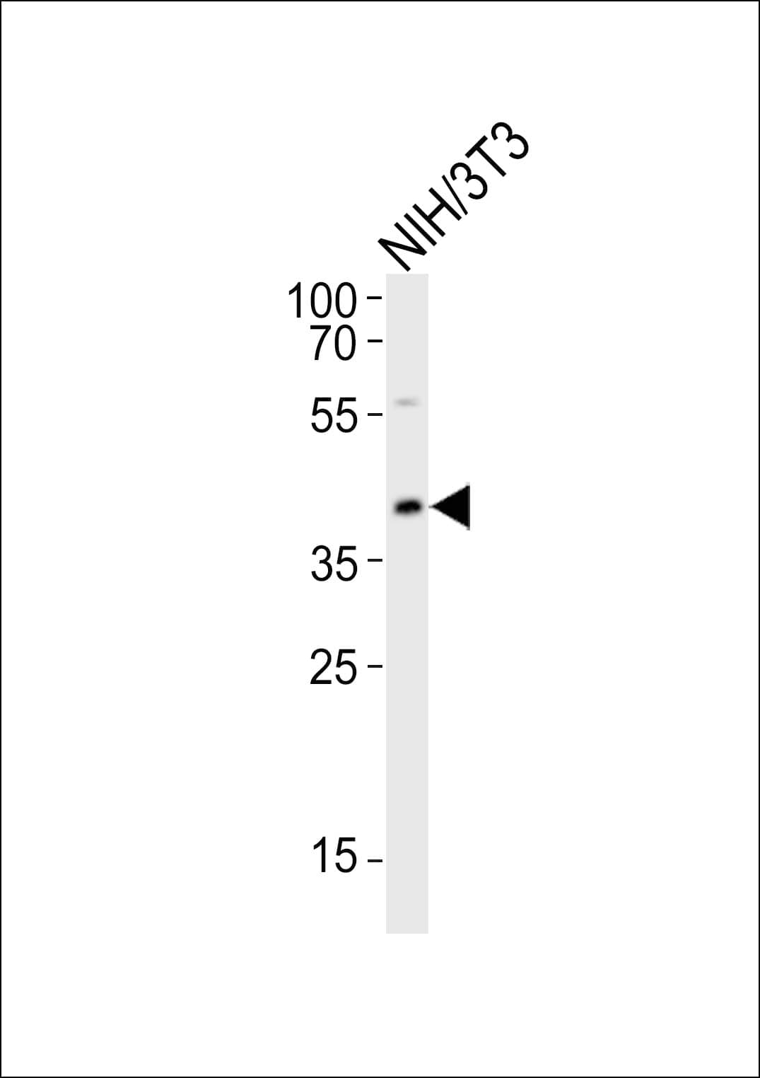 CBX8 Antibody (aa374-409)