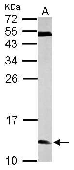 ERH Antibody (aa1-86)