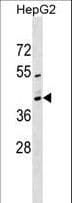 MRPS2 Antibody (aa44-71)