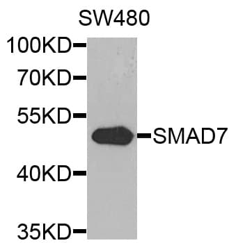 SMAD7 Antibody