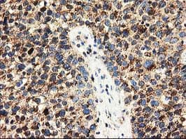 CLPP Antibody (clone OTI1F6, Carrier-free)