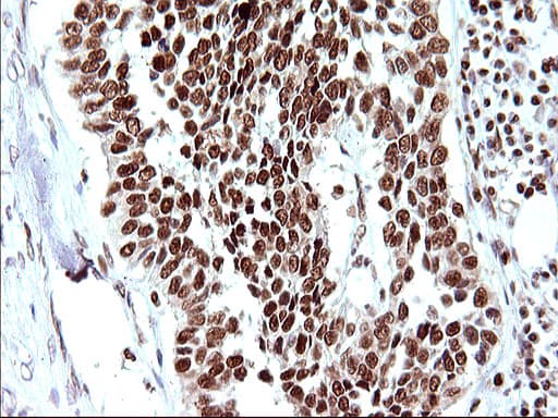 POLR3GL Antibody (clone OTI5E8, Carrier-free)