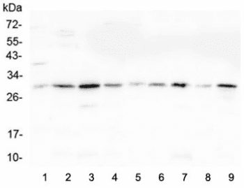 RPS3 / Ribosomal Protein S3 Antibody