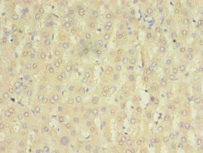 HOMER2 / Homer 2 Antibody