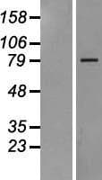 COG1 Protein (Over-Expression Lysate Myc-DDK (Flag))