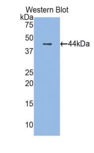 LL37 / Cathelicidin Antibody (aa30-175)