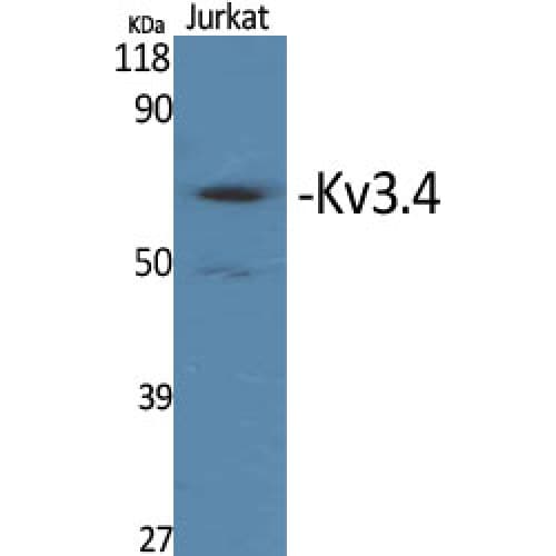 KCNC4 / Kv3.4 Antibody (1-80 aa)