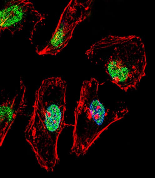 TBX6 Antibody (aa264-293)