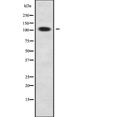 RAD54B Antibody