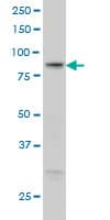 RGL1 / RGL Antibody (clone 2D10)
