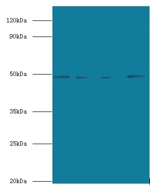 Polyclonal Rabbit anti-Human TEAD3 Antibody (FITC, WB)