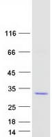 Human Securin / PTTG1 Protein (Recombinant Myc-DDK (Flag))