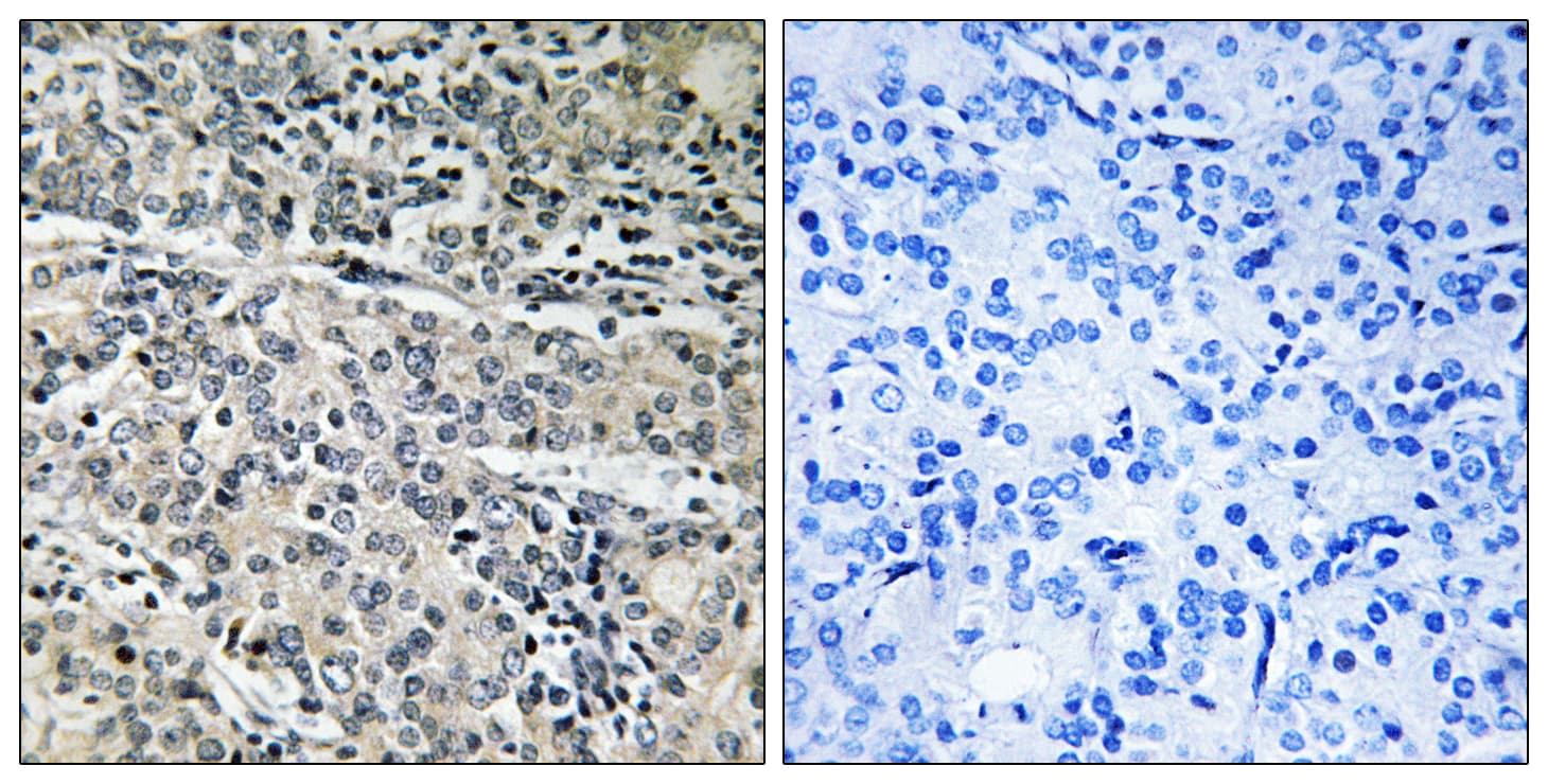 C14orf2 Antibody (aa9-58)