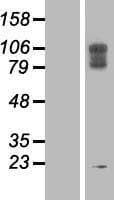 LAMP2 / CD107b Protein (Over-Expression Lysate Myc-DDK (Flag))