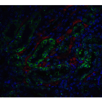 IHC-plus™ DFFA / ICAD / DFF45 Antibody