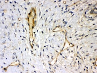 SDC4 / Syndecan 4 Antibody