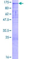 Human PCDHA7 Protein (Recombinant GST)