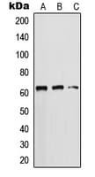 PathPlus™ KRT5 / CK5 / Cytokeratin 5 Antibody (C-Terminus)
