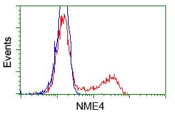 NME4 Antibody (clone OTI2G1)