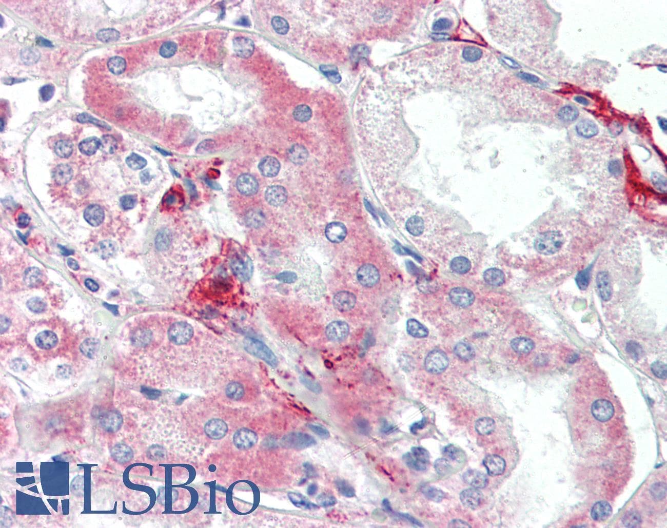 IHC-plus™ Polyclonal Rabbit anti-Human THY1 / CD90 Antibody (aa36-65, IHC, WB)