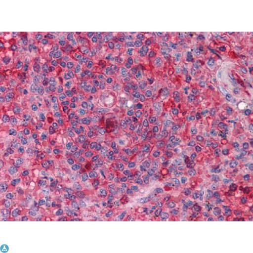 ARNTL / BMAL1 Antibody