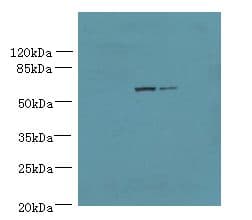 WDR49 Antibody